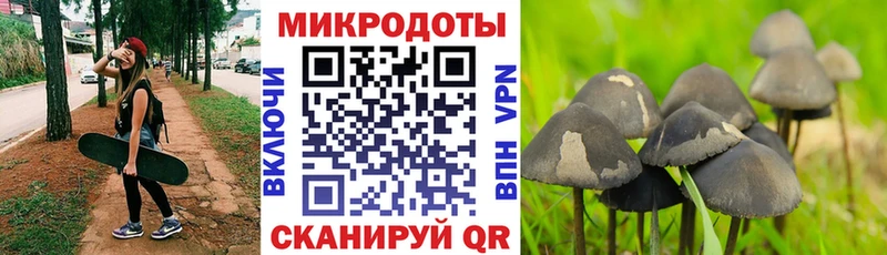 Галлюциногенные грибы Psilocybine cubensis  Козельск 